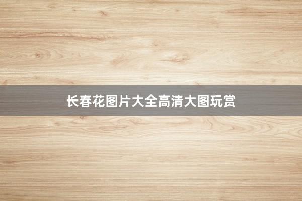 长春花图片大全高清大图玩赏